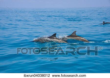 "Bottlenose Dolphins (Tursiops truncatus), Qalansia, island of Socotra, Yemen, Asia" View Large Photo Image Stock Image - "Bottlenose Dolphins (Tursiops truncatus), Qalansia, island of Socotra, Yemen, Asia". Fotosearch