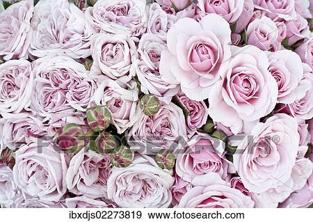 "Bouquet of pink roses, Muenstermarkt square, Freiburg im Breisgau, Baden-Wuerttemberg, Germany, Europe" View Large Photo Image Stock Photo - "Bouquet of pink roses, Muenstermarkt square, Freiburg im Breisgau, Baden-Wuerttemberg, Germany, Europe". Fotosearch