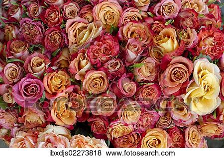 "Bouquet of red and yellow roses, Muenstermarkt square, Freiburg im Breisgau, Baden-Wuerttemberg, Germany, Europe" View Large Photo Image Stock Photo - "Bouquet of red and yellow roses, Muenstermarkt square, Freiburg im Breisgau, Baden-Wuerttemberg, Germany, Europe". Fotosearch