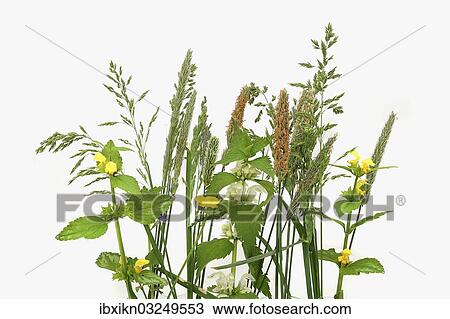 "Bouquet with grasses, Germany, Europe" View Large Photo Image Stock Image - "Bouquet with grasses, Germany, Europe". Fotosearch