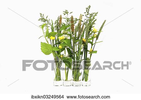 "Bouquets with grasses, in water glasses, Germany, Europe" View Large Photo Image Picture - "Bouquets with grasses, in water glasses, Germany, Europe". Fotosearch