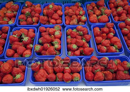 Bowls with strawberries on the market View Large Photo Image Stock Image - Bowls with strawberries on the market. Fotosearch
