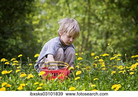 "Boy, 8, sitting in a meadow and picking dandelions, Crailsheim, Hohenlohe, Baden-Wurttemberg, Germany, Europe" View Large Photo Image Stock Photo - "Boy, 8, sitting in a meadow and picking dandelions, Crailsheim, Hohenlohe, Baden-Wurttemberg, Germany, Europe". Fotosearch
