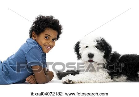 "Boy, 8 years, with an Old English Sheepdog puppy, 4 months" View Large Photo Image Stock Image - "Boy, 8 years, with an Old English Sheepdog puppy, 4 months". Fotosearch