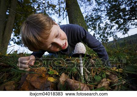 Stock Image - "Boy looking at mushroom, shaggy ink cap (Coprinus comatus), Wandersleben, Thuringia, Germany, Europe". Fotosearch