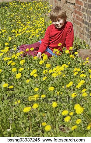 Boy sitting between dandelion flowers View Large Photo Image Stock Photography - Boy sitting between dandelion flowers. Fotosearch