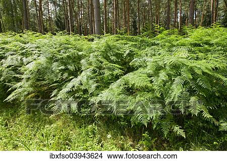 "Bracken (Pteridium aquilinum), growing in abundance, Barnbruch nature reserve, Lower Saxony, Germany, Europe" View Large Photo Image Picture - "Bracken (Pteridium aquilinum), growing in abundance, Barnbruch nature reserve, Lower Saxony, Germany, Europe". Fotosearch