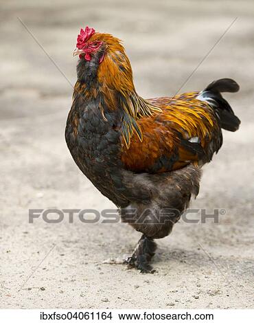 "Brahma chicken (Gallus gallus f. domestica), cock, Brandenburg, Germany, Europe" View Large Photo Image Picture - "Brahma chicken (Gallus gallus f. domestica), cock, Brandenburg, Germany, Europe". Fotosearch