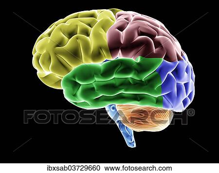 "Brain, various brain areas highlighted in colour, conceptual image for neurology, thinking, knowledge, memory, anatomy, intelligence, 3D illustration" View Large Photo Image Stock Image - "Brain, various brain areas highlighted in colour, conceptual image for neurology, thinking, knowledge, memory, anatomy, intelligence, 3D illustration". Fotosearch