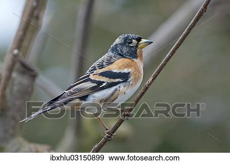 Stock Photo - "Brambling (Frigilla montifringilla), male, Untergroningen, Abtsgmuend, Baden-Wurttemberg, Germany, Europe". Fotosearch