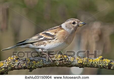 "Brambling (Fringilla montifringilla), female, Untergroningen, Abtsgmuend, Baden-Wurttemberg, Germany, Europe" View Large Photo Image Picture - "Brambling (Fringilla montifringilla), female, Untergroningen, Abtsgmuend, Baden-Wurttemberg, Germany, Europe". Fotosearch