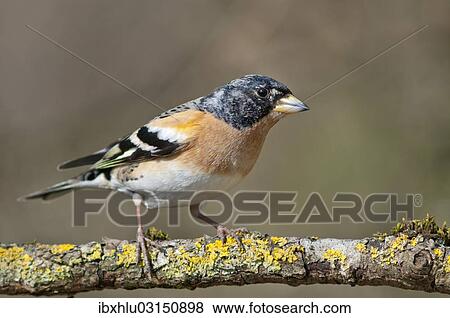 "Brambling (Fringilla montifringilla), male, Untergroningen, Abtsgmuend, Baden-Wurttemberg, Germany, Europe" View Large Photo Image Stock Photo - "Brambling (Fringilla montifringilla), male, Untergroningen, Abtsgmuend, Baden-Wurttemberg, Germany, Europe". Fotosearch