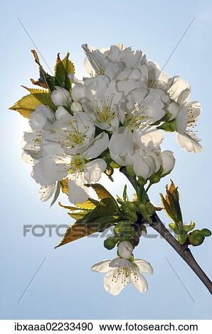 "Branch of a blossoming Peach tree (Prunus persica), Ukraine, Eastern Europe, Europe" View Large Photo Image Stock Image - "Branch of a blossoming Peach tree (Prunus persica), Ukraine, Eastern Europe, Europe". Fotosearch