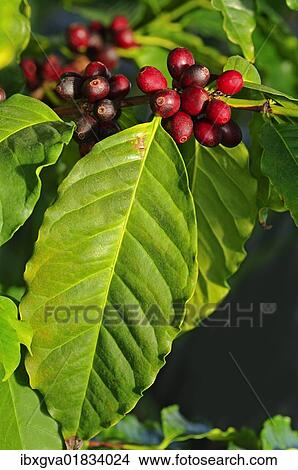 Branch of a Coffee plant (Coffea arabica) with ripe fruits View Large Photo Image Picture - Branch of a Coffee plant (Coffea arabica) with ripe fruits. Fotosearch