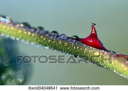 "Branch of a Dog Rose (Rosa canina) covered with dew drops, North Rhine-Westphalia, Germany, Europe" View Large Photo Image Stock Image - "Branch of a Dog Rose (Rosa canina) covered with dew drops, North Rhine-Westphalia, Germany, Europe". Fotosearch