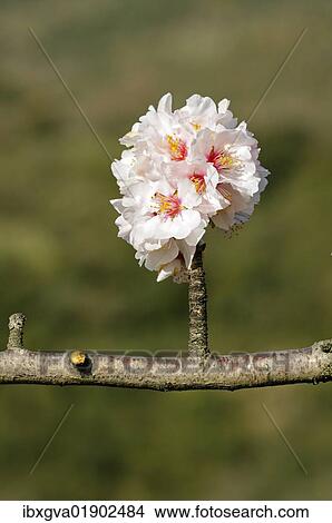 Branch with apple blossoms (Malus) View Large Photo Image Picture - Branch with apple blossoms (Malus). Fotosearch
