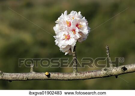 Branch with apple blossoms (Malus) View Large Photo Image Stock Image - Branch with apple blossoms (Malus). Fotosearch