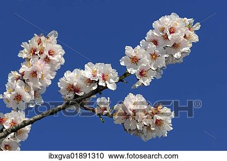 Branch with apple blossoms View Large Photo Image Stock Image - Branch with apple blossoms. Fotosearch