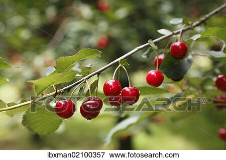 "Branch with ripe Wild Cherries or Sweet Cherries (Prunus avium), Pretzfeld, Franconian Switzerland, Upper Franconia, Franconia, Bavaria, Germany, Europe" View Large Photo Image Stock Photo - "Branch with ripe Wild Cherries or Sweet Cherries (Prunus avium), Pretzfeld, Franconian Switzerland, Upper Franconia, Franconia, Bavaria, Germany, Europe". Fotosearch