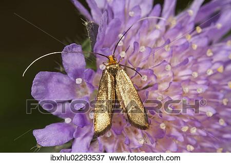 "Brassy long-horn (Nemophora metallica), female looking for nectar, Untergroeningen, Baden-Wuerttemberg, Germany, Europe" View Large Photo Image Stock Photo - "Brassy long-horn (Nemophora metallica), female looking for nectar, Untergroeningen, Baden-Wuerttemberg, Germany, Europe". Fotosearch