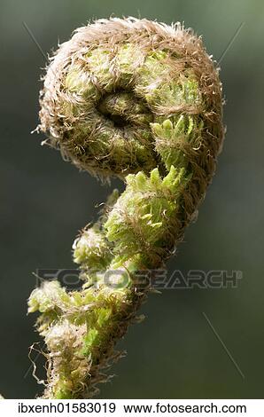 Braun's holly fern (Polystichum braunii) sprouting frond View Large Photo Image Stock Photo - Braun's holly fern (Polystichum braunii) sprouting frond. Fotosearch