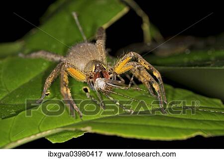 "Brazilian Wandering Spider or Banana Spider, Phoneutria genus, spider family Ctenidae, Tambopata Nature Reserve, Madre de Dios Region, Peru, South America" View Large Photo Image Stock Photo - "Brazilian Wandering Spider or Banana Spider, Phoneutria genus, spider family Ctenidae, Tambopata Nature Reserve, Madre de Dios Region, Peru, South America". Fotosearch