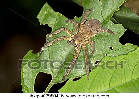 "Brazilian Wandering Spider or Banana Spider, Phoneutria genus, spider family Ctenidae, Tambopata Nature Reserve, Madre de Dios Region, Peru, South America" View Large Photo Image Stock Photograph - "Brazilian Wandering Spider or Banana Spider, Phoneutria genus, spider family Ctenidae, Tambopata Nature Reserve, Madre de Dios Region, Peru, South America". Fotosearch