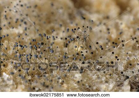 "Bread mould under a microscope, white mould, fungus (Mucor sp. ), Germany, Europe" View Large Photo Image Stock Image - "Bread mould under a microscope, white mould, fungus (Mucor sp. ), Germany, Europe". Fotosearch
