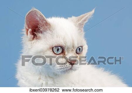 "Breed Selkirk Rex Kitten, 10 weeks old, lilac point torbie" View Large Photo Image Stock Image - "Breed Selkirk Rex Kitten, 10 weeks old, lilac point torbie". Fotosearch