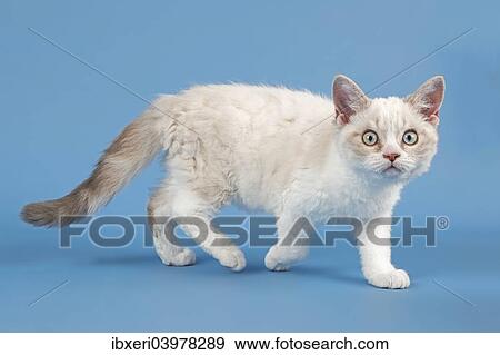 "Breed Selkirk Rex Kitten, 10 weeks old, color blue lynx white" View Large Photo Image Stock Photo - "Breed Selkirk Rex Kitten, 10 weeks old, color blue lynx white". Fotosearch