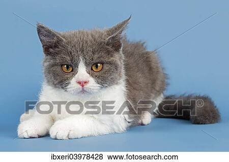 Stock Photo - "Breed Selkirk Rex Kitten, 10 weeks old, color blue white". Fotosearch