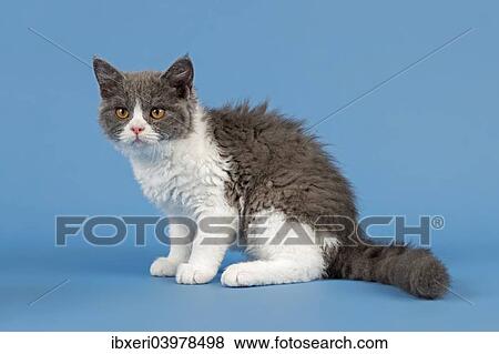 "Breed Selkirk Rex Kitten, 10 weeks old, color lilac mackerel tabby white" View Large Photo Image Stock Photo - "Breed Selkirk Rex Kitten, 10 weeks old, color lilac mackerel tabby white". Fotosearch
