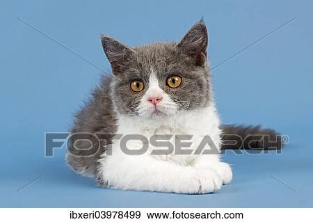 "Breed Selkirk Rex Kitten, 10 weeks old, color blue white" View Large Photo Image Stock Photo - "Breed Selkirk Rex Kitten, 10 weeks old, color blue white". Fotosearch