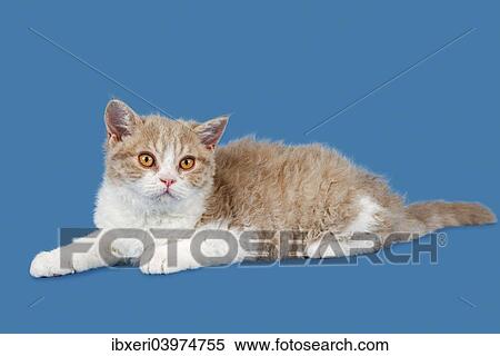"Breed Selkirk Rex Kitten, 14 weeks old, color lilac mackerel tabby white" View Large Photo Image Stock Photography - "Breed Selkirk Rex Kitten, 14 weeks old, color lilac mackerel tabby white". Fotosearch