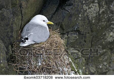 "Breeding Black-legged Kittiwake(Rissa tridactyla), Mykines, Faroe Islands, Denmark, Europe" View Large Photo Image Stock Photo - "Breeding Black-legged Kittiwake(Rissa tridactyla), Mykines, Faroe Islands, Denmark, Europe". Fotosearch