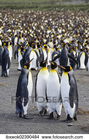 Picture - "Breeding colony of King Penguins (Aptenodytes patagonicus), Gold Harbour, South Georgia, Subantarctic, Antarctica". Fotosearch