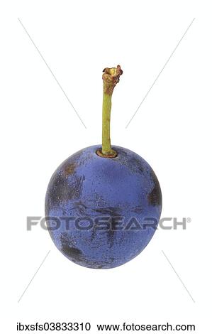 Brennzwetschge plum View Large Photo Image Stock Image - Brennzwetschge plum. Fotosearch