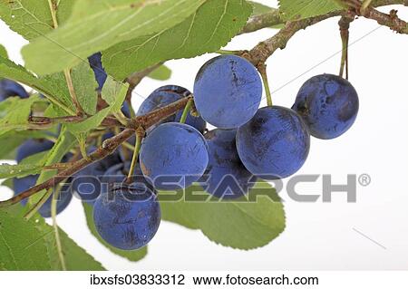 Brennzwetschge plums on a twig View Large Photo Image Stock Image - Brennzwetschge plums on a twig. Fotosearch