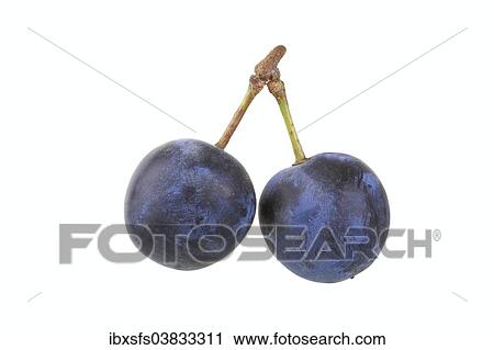 Stock Image - Brennzwetschge plums. Fotosearch