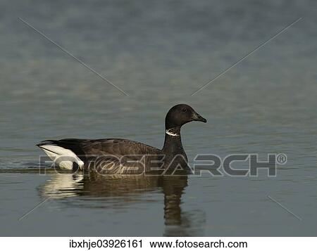 Stock Image - "Brent Goose (Branta bernicla), Texel, West Frisian Islands, province of North Holland, Holland, The Netherlands, Europe". Fotosearch