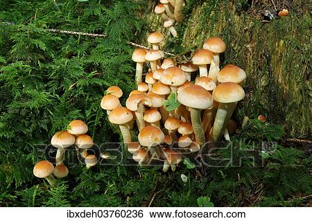 "Brick Tuft (Hypholoma lateritium), Allgau, Swabia, Bavaria, Germany, Europe" View Large Photo Image Stock Photograph - "Brick Tuft (Hypholoma lateritium), Allgau, Swabia, Bavaria, Germany, Europe". Fotosearch
