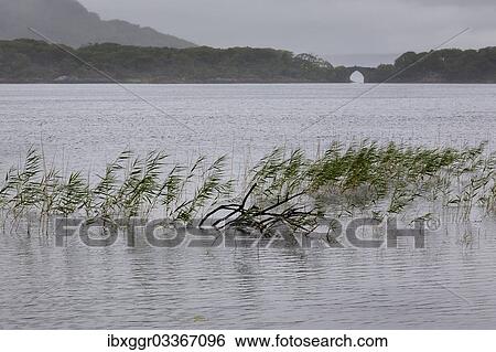 Stock Photograph - "Brickeen Bridge on Muckross Lake, Killarney National Park, Killarney, County Kerry, Ireland, Europe". Fotosearch