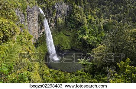 "Bridal Veil Falls surrounded by dense rainforest, Raglan, Waikato, North Island, New Zealand, Oceania" View Large Photo Image Stock Image - "Bridal Veil Falls surrounded by dense rainforest, Raglan, Waikato, North Island, New Zealand, Oceania". Fotosearch