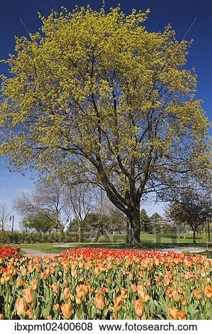 Stock Photo - "Bright orange and red tulip beds against a deciduous tree in a public garden, Old Terrebonne, Quebec, Lanaudiere, Canada, North America". Fotosearch