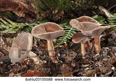 Stock Photo - "Bright Orange Milkcap (Lactarius aurantiofulvus), Untergroningen, Abtsgmuend, Baden-Wurttemberg, Germany, Europe". Fotosearch