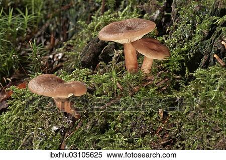 Stock Photography - "Bright Orange Milkcap (Lactarius aurantiofulvus), young stage, Untergroningen, Abtsgmuend, Baden-Wurttemberg, Germany, Europe". Fotosearch