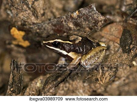 "Brilliant-thighed Poison Frog (Allobates femoralis), male carrying its young on his back, Tambopata Nature Reserve, Madre de Dios region, Peru, South America" View Large Photo Image Stock Photo - "Brilliant-thighed Poison Frog (Allobates femoralis), male carrying its young on his back, Tambopata Nature Reserve, Madre de Dios region, Peru, South America". Fotosearch