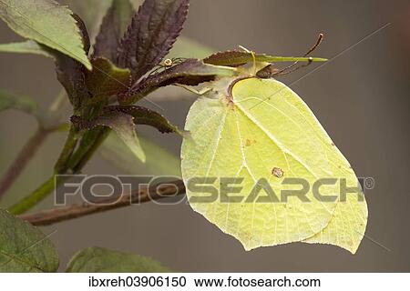"Brimstone (Gonepteryx rhamni), Bavarian Forest National Park, Bavaria, Germany, Europe" View Large Photo Image Stock Image - "Brimstone (Gonepteryx rhamni), Bavarian Forest National Park, Bavaria, Germany, Europe". Fotosearch