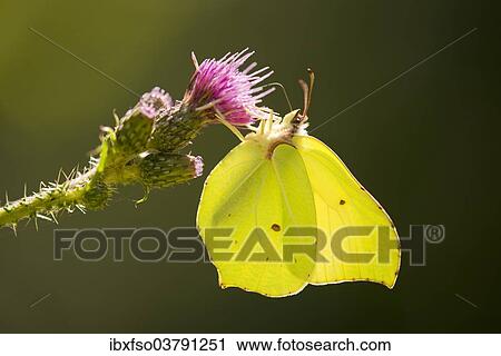 Stock Image - "Brimstone (Gonepteryx rhamni) sucking nectar, Lower Saxony, Germany, Europe". Fotosearch