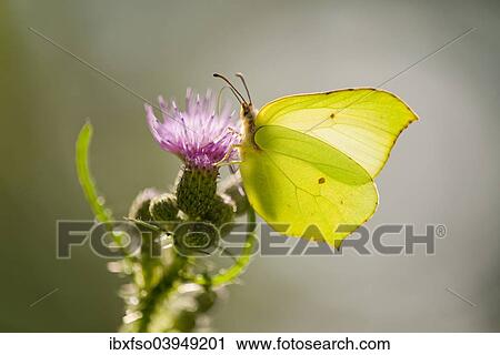 Stock Image - "Brimstone (Gonepteryx rhamni) sucking nectar, Lower Saxony, Germany, Europe". Fotosearch